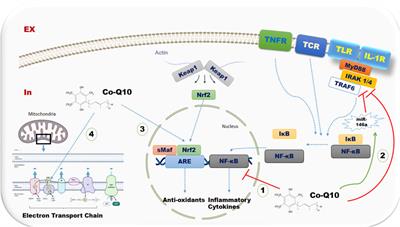 Alleviating effects of coenzyme Q10 supplements on biomarkers of inflammation and oxidative stress: results from an umbrella meta-analysis